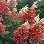 Hortensja bukietowa (Hydrangea paniculata) Pinky Winky